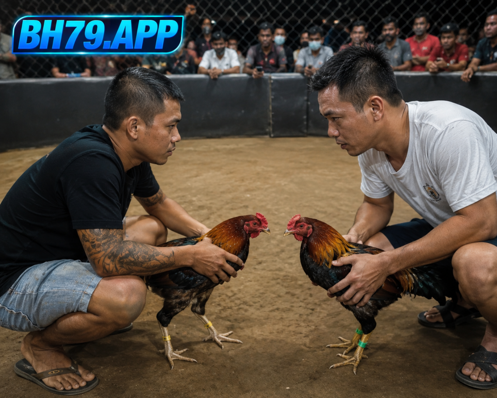 Xem đá gà trực tiếp